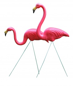 Flamants roses au jardin - Pop Market