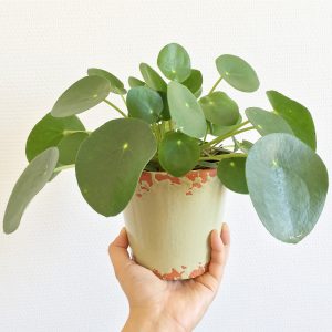 PILEA