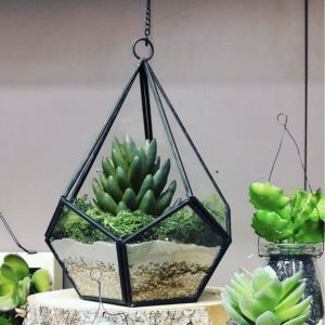 terrarium zodio