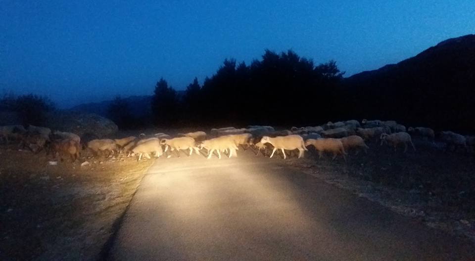 MOUTONS MONTENEGRO